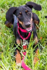 Doberman Pinscher Dogs for adoption in Miami, FL, USA