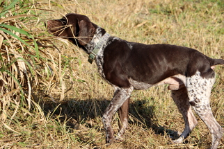 German Shorthaired Pointer Dogs for adoption in New Smyrna Beach, FL, USA