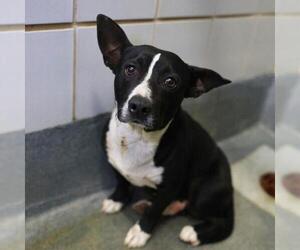 Mutt Dogs for adoption in San Antonio, TX, USA