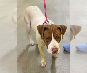 Pointer-Unknown Mix Dogs for adoption in Forestville, MD, USA