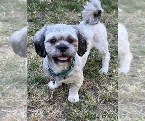Shih Tzu Dogs for adoption in Lee's Summit, MO, USA