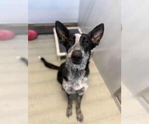 German Shepherd Dog-Unknown Mix Dogs for adoption in Fayetteville, NC, USA