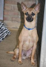 Miniature Pinscher-Unknown Mix Dogs for adoption in Northbrook, IL, USA