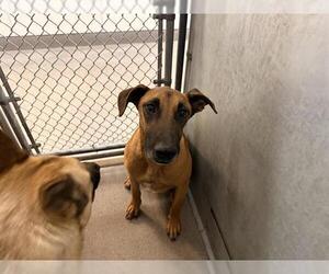 Mutt Dogs for adoption in HESPERIA, CA, USA