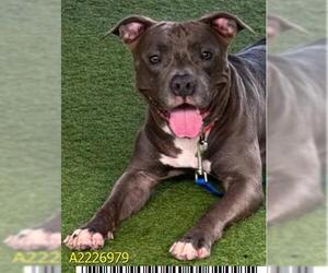 American Pit Bull Terrier Dogs for adoption in West Palm Beach, FL, USA