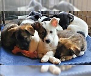 Australian Shepherd Dogs for adoption in Claremore, OK, USA