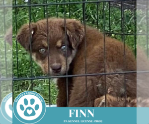 Australian Shepherd-Unknown Mix Dogs for adoption in Kimberton, PA, USA