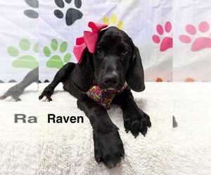 Spaniel-Unknown Mix Dogs for adoption in Springdale, PA, USA