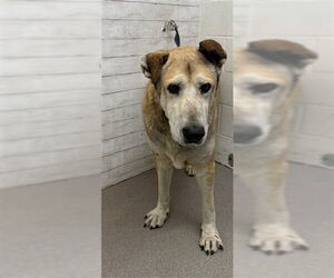 German Shepherd Dog-Unknown Mix Dogs for adoption in San Bernardino, CA, USA