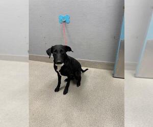 Labsky Dogs for adoption in Las Vegas, NV, USA