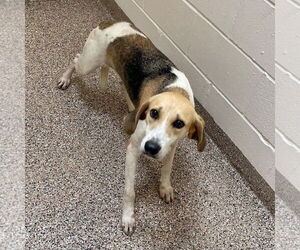 Mutt Dogs for adoption in Hilton Head, SC, USA