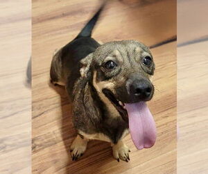 Dachshund-Unknown Mix Dogs for adoption in Omaha, NE, USA