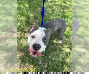 American Pit Bull Terrier Dogs for adoption in West Palm Beach, FL, USA