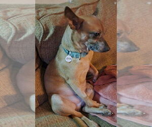 Chihuahua-Unknown Mix Dogs for adoption in Candler, NC, USA