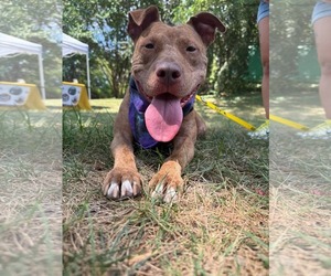 American Pit Bull Terrier-Unknown Mix Dogs for adoption in Derwood, MD, USA