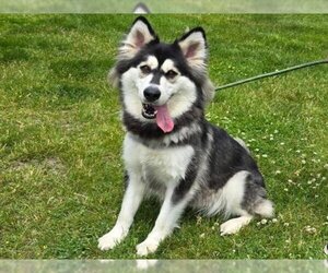 Siberian Husky-Unknown Mix Dogs for adoption in Springfield, MA, USA