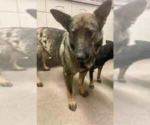 German Shepherd Dog Dogs for adoption in HESPERIA, CA, USA