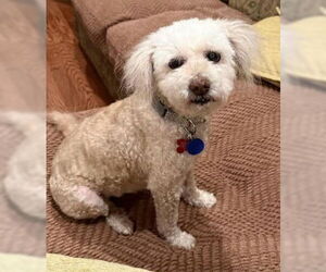 Poodle (Miniature)-Unknown Mix Dogs for adoption in San Diego, CA, USA