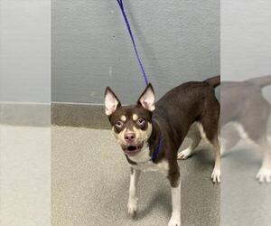 American Pit Bull Terrier-Unknown Mix Dogs for adoption in Las Vegas, NV, USA