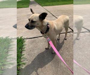 Carolina Dog-German Shepherd Dog Mix Dogs for adoption in Missouri City, TX, USA