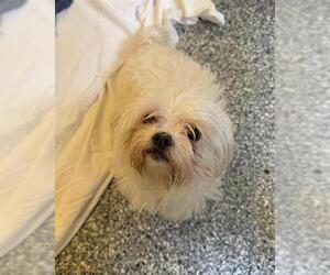 Maltese-Unknown Mix Dogs for adoption in Boston, MA, USA