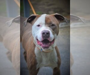 American Pit Bull Terrier Dogs for adoption in Tarboro, NC, USA