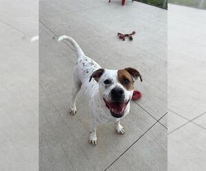 American Pit Bull Terrier Dogs for adoption in Charlotte, NC, USA