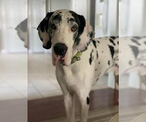 Great Dane Dogs for adoption in Fenton, MO, USA