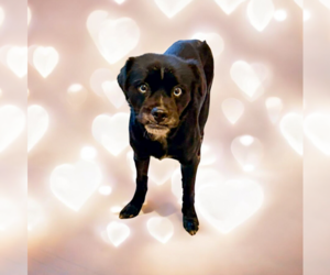 Mutt Dogs for adoption in Vail, AZ, USA