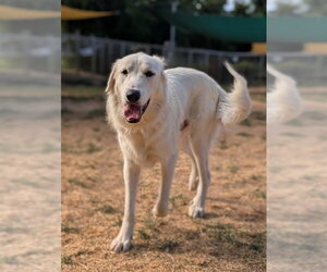 Great Pyrenees Dogs for adoption in Sacramento, CA, USA