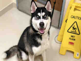 Siberian Husky Dogs for adoption in Fremont, CA, USA