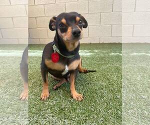 Miniature Pinscher-Unknown Mix Dogs for adoption in Tempe , AZ, USA