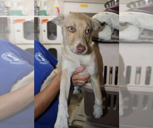 Siberian Husky-Unknown Mix Dogs for adoption in El Centro, CA, USA