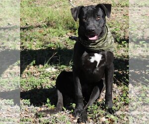 Boxador Dogs for adoption in Bandera, TX, USA