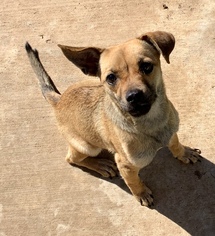 Puggle Dogs for adoption in Colton, CA, USA