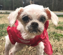 Mal-Shi Dogs for adoption in Kennesaw, GA, USA