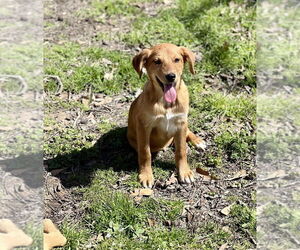 Redbone Coonhound-Siberian Husky Mix Dogs for adoption in FRAMINGHAM, MA, USA