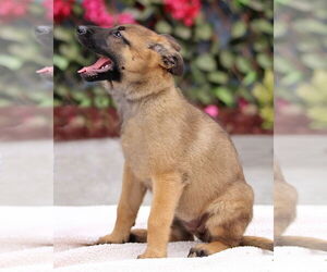 German Shepherd Dog Dogs for adoption in Seattle, WA, USA