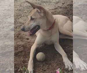 Greyhound-Unknown Mix Dogs for adoption in Oakland Park, FL, USA
