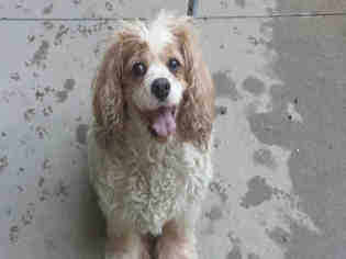 Cavalier King Charles Spaniel Dogs for adoption in Rancho Cucamonga, CA, USA