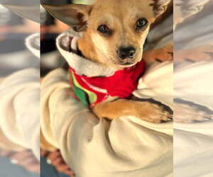 Chihuahua-Unknown Mix Dogs for adoption in Newport Beach, CA, USA