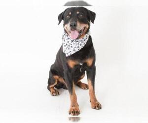 Labrottie Dogs for adoption in Carmichael, CA, USA