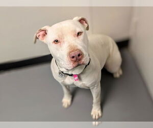 American Staffordshire Terrier-Unknown Mix Dogs for adoption in Fort Collins, CO, USA