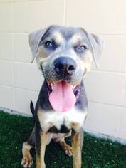 Rottweiler-American Pit Bull Terrier Dogs for adoption in Baton Rouge, LA, USA