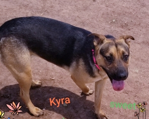German Shepherd Dog-Unknown Mix Dogs for adoption in Apache Junction, AZ, USA