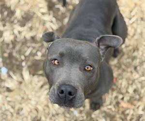 Mutt Dogs for adoption in Tulsa, OK, USA