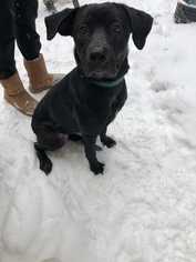 Labrador Retriever Dogs for adoption in CORNING, NY, USA