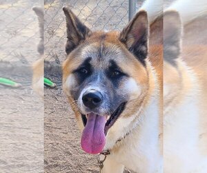 Akita Dogs for adoption in Romoland, CA, USA