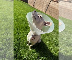 Chihuahua-Unknown Mix Dogs for adoption in Phoenix, AZ, USA