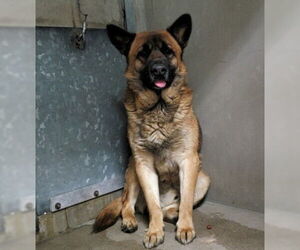 German Shepherd Dog Dogs for adoption in San Bernardino, CA, USA